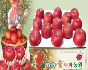 [청송꿀사과농원] 청송사과 가을부사 8kg(25-26과)선물용
